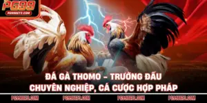 Đá Gà Thomo - Trường Đấu Chuyên Nghiệp, Cá Cược Hợp Pháp